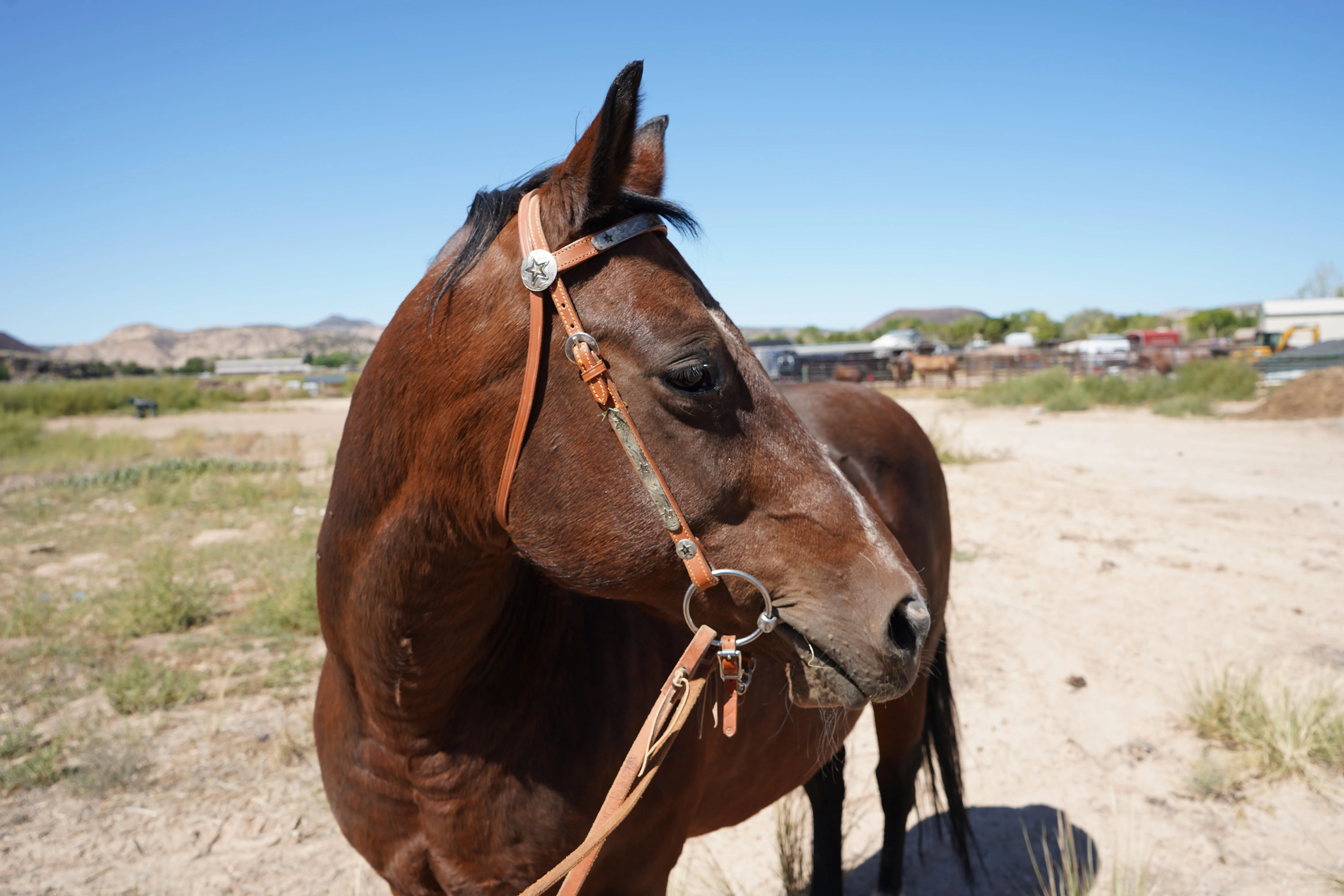 Ruby, a bay Quarter Horse in a leather bridle, standing in the high desert